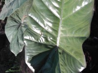 Alocasia morada